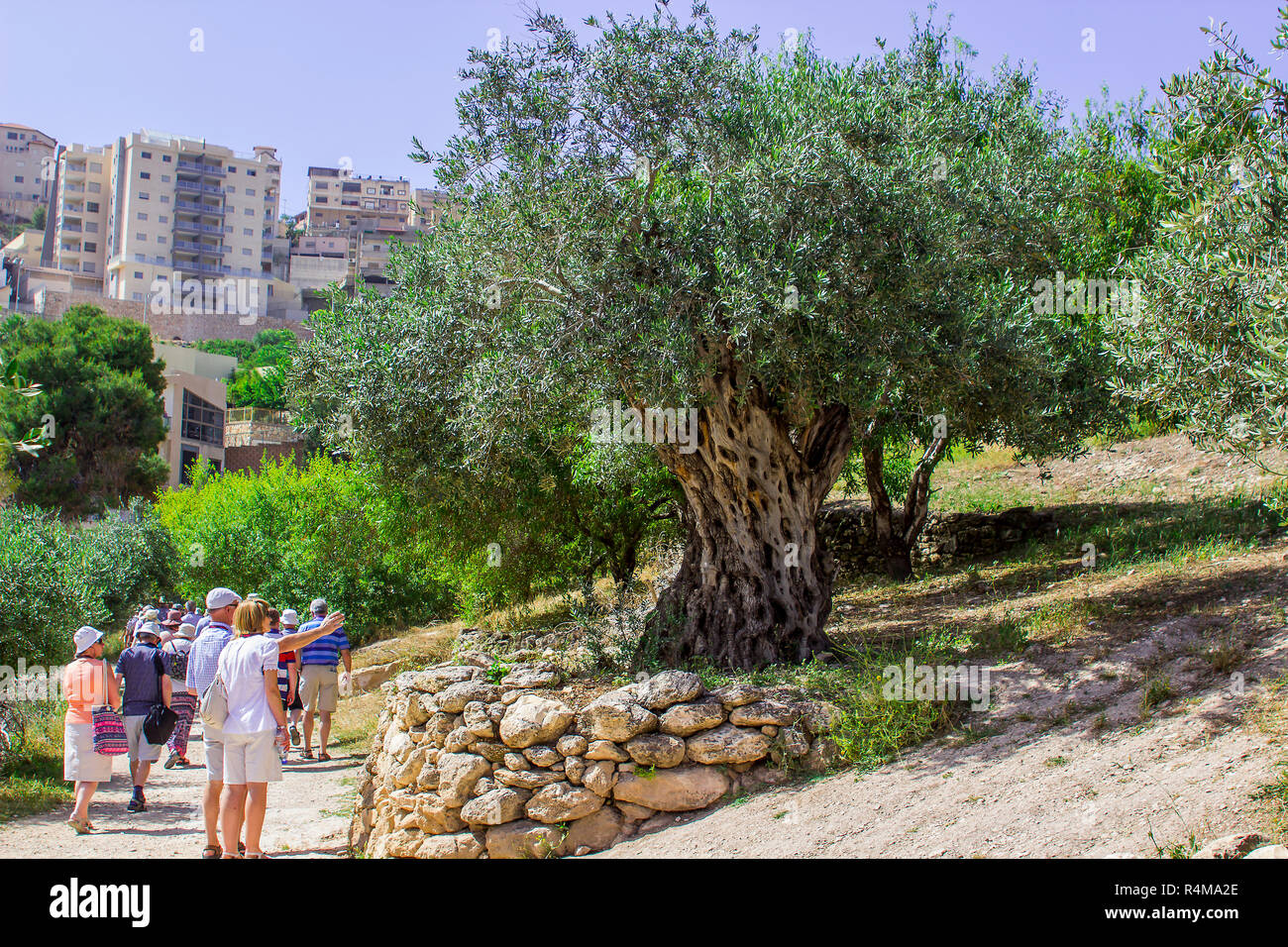 Touristen untersuchen einen alten Olivenbaum auf einer Terrasse in Nazareth Village Israel im Freilichtmuseum von Nazareth Village Israel. Diese Website bietet eine Stockfoto