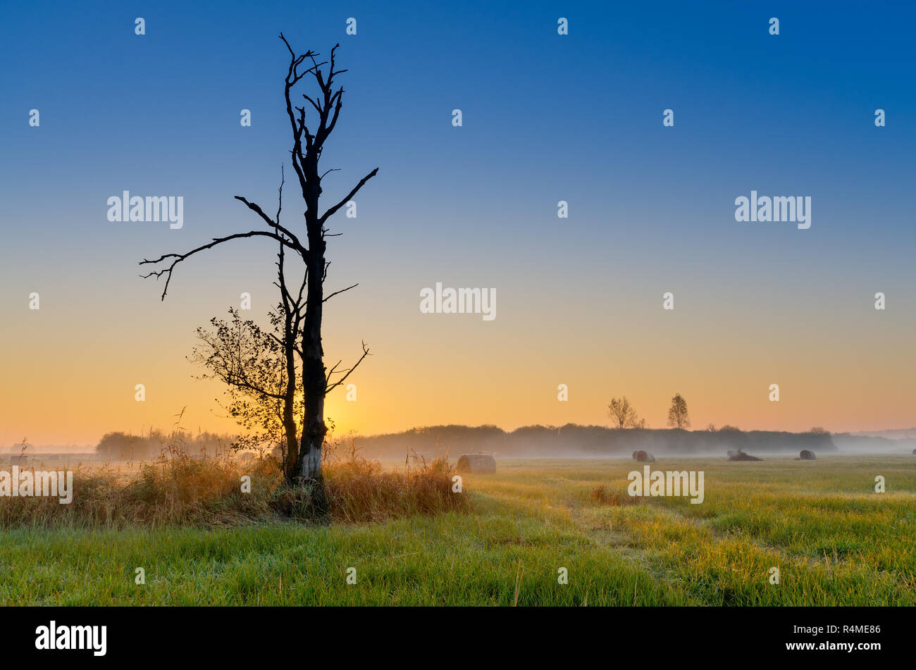 Die herbstlichen Sonnenaufgang auf einem mittlerem - Wald Wiese. Lasocin, Polen, Masowien Provinz. Stockfoto