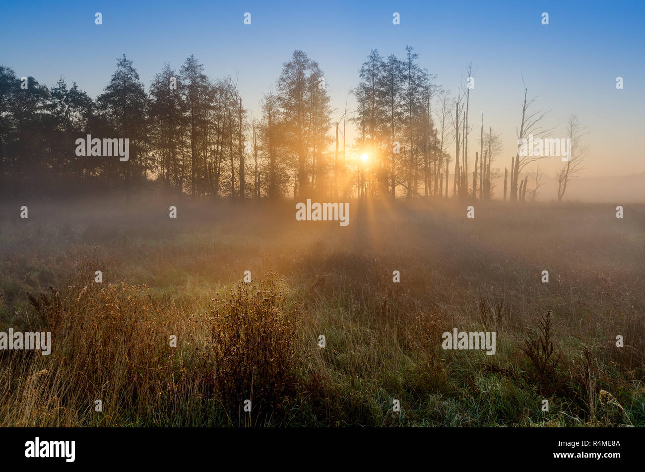 Die herbstlichen Sonnenaufgang auf einem mittlerem - Wald Wiese. Lasocin, Polen, Masowien Provinz. Stockfoto