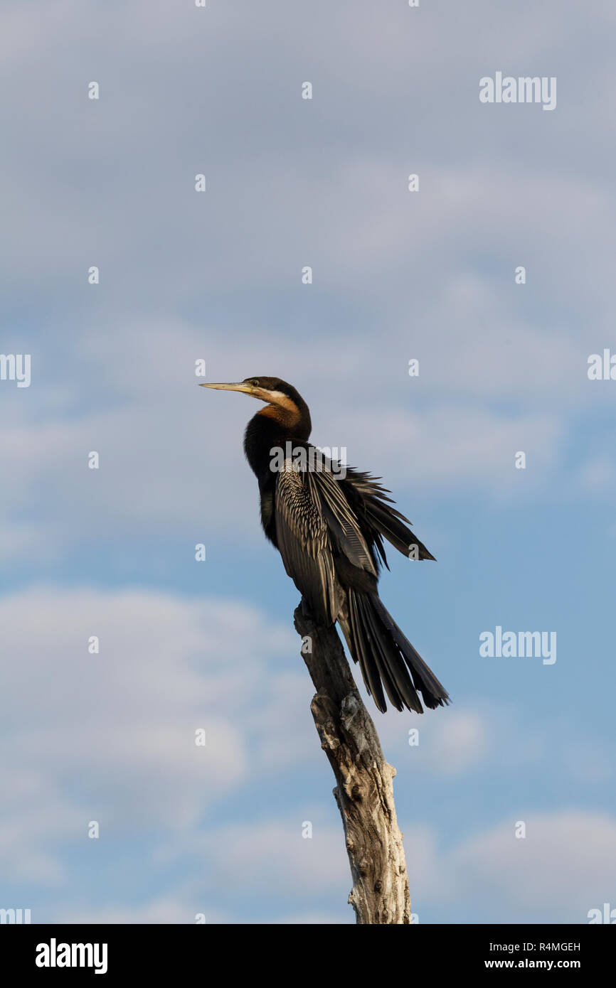 Afrikanische Darter Anhinga rufa im Profil das Hocken auf einem Baumstumpf vor einem blauen Sommerhimmel Stockfoto