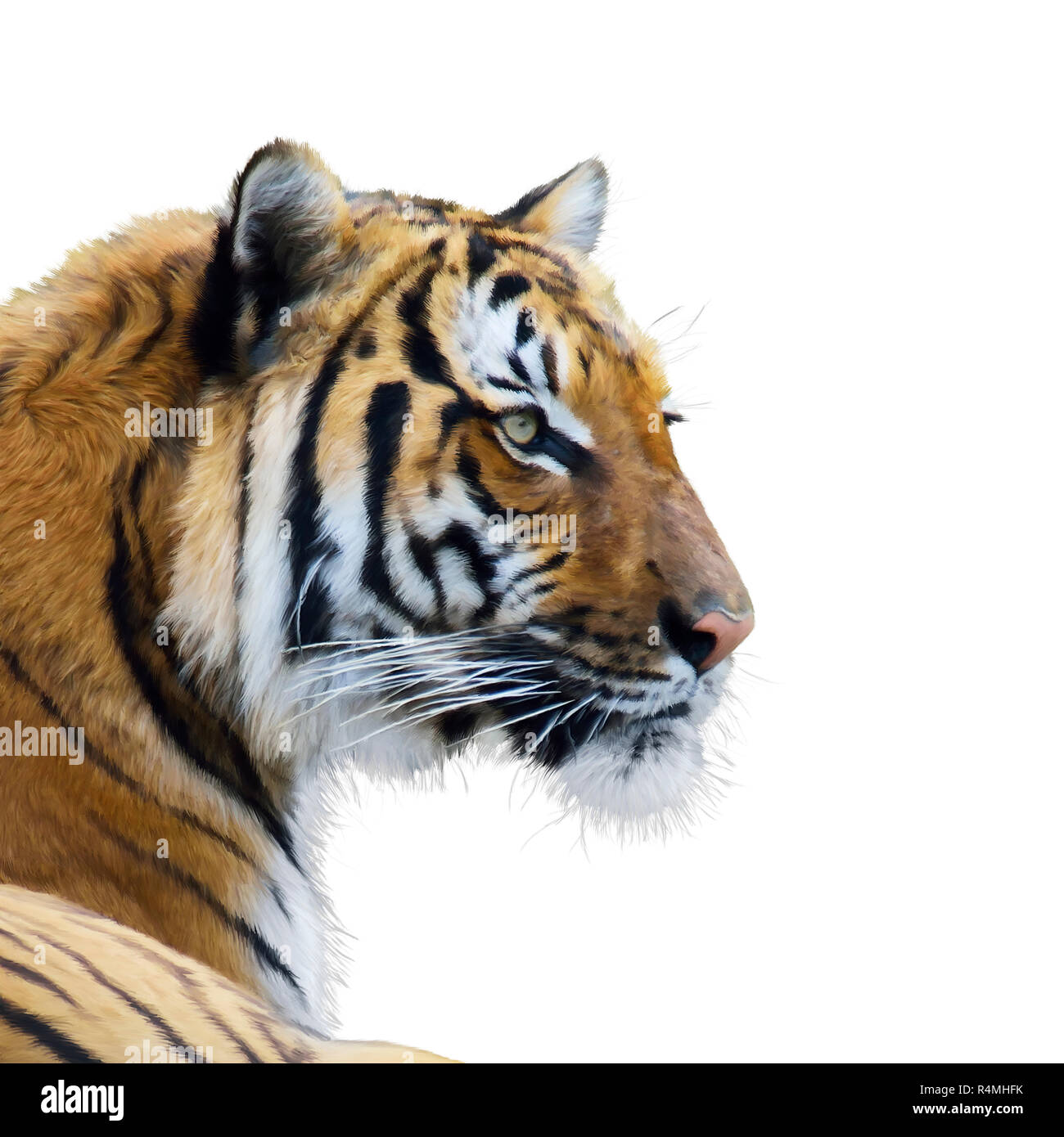 Tiger portrait Aquarell Stockfoto