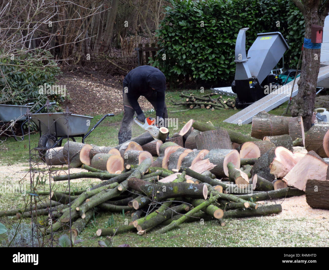 Baumfa llung Fotos und Bildmaterial in hoher Auflösung Alamy