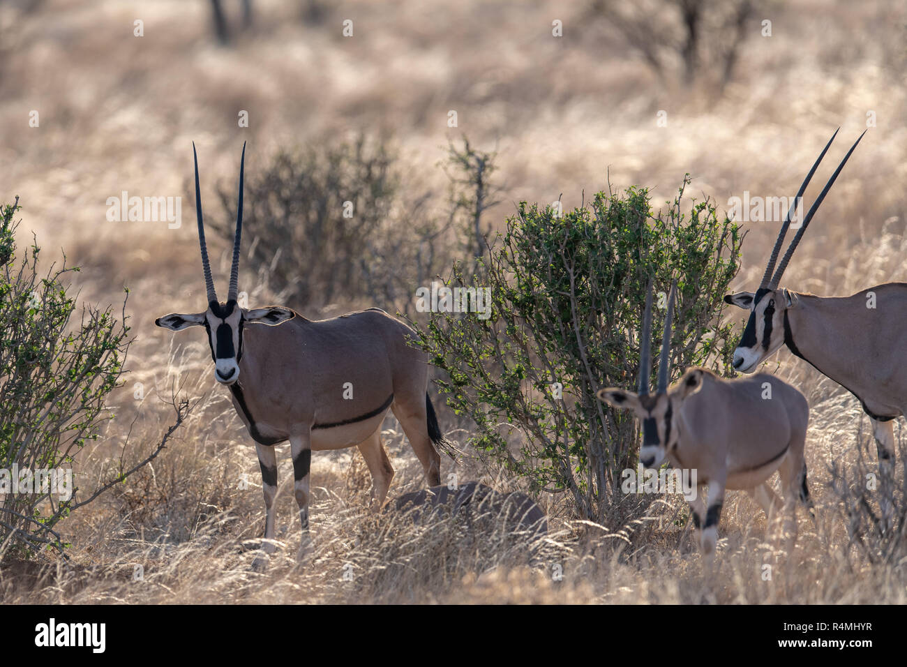 Gemeinsame Beisa Oryx (Oryx beisa) in Kenia, Afrika Stockfoto