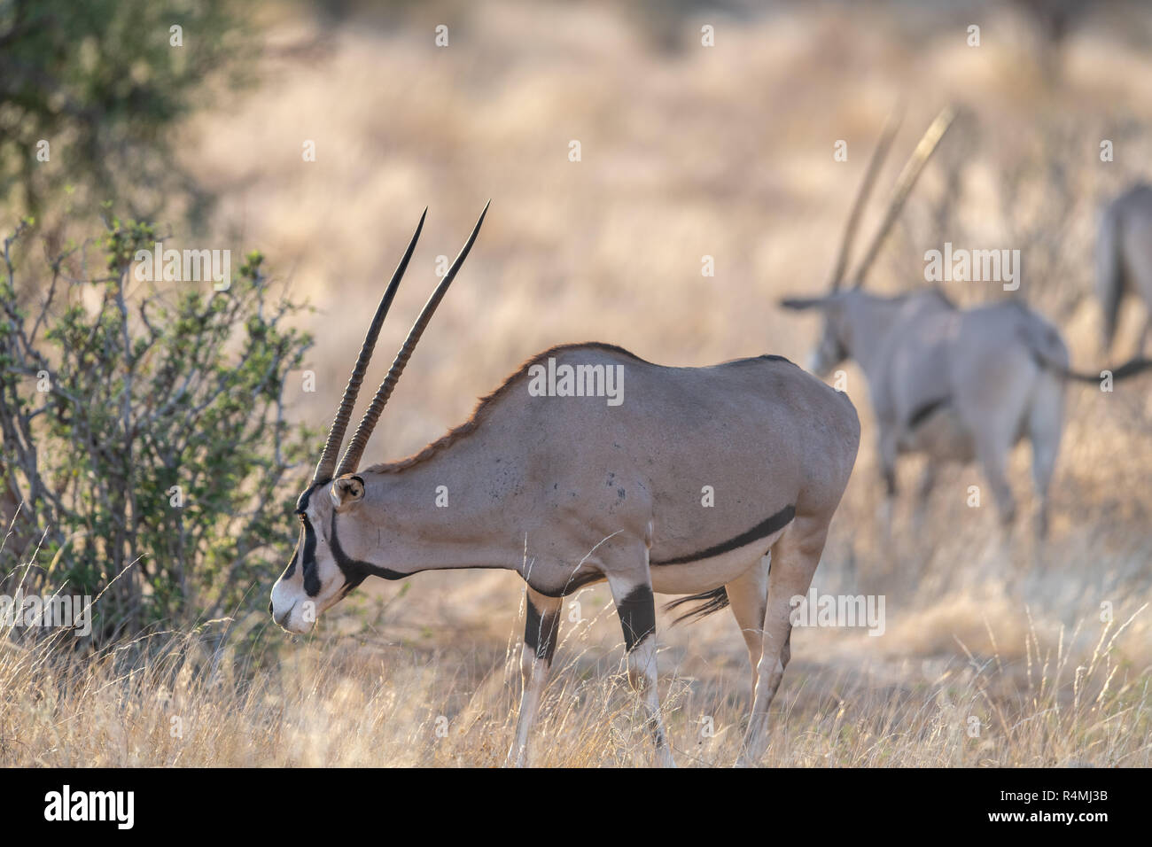 Gemeinsame Beisa Oryx (Oryx beisa) in Kenia, Afrika Stockfoto