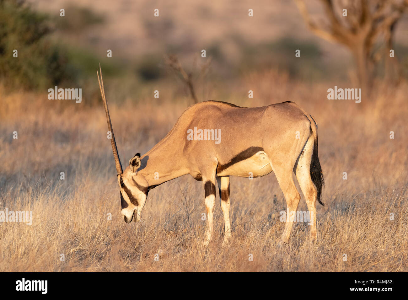 Gemeinsame Beisa Oryx (Oryx beisa) in Kenia, Afrika Stockfoto