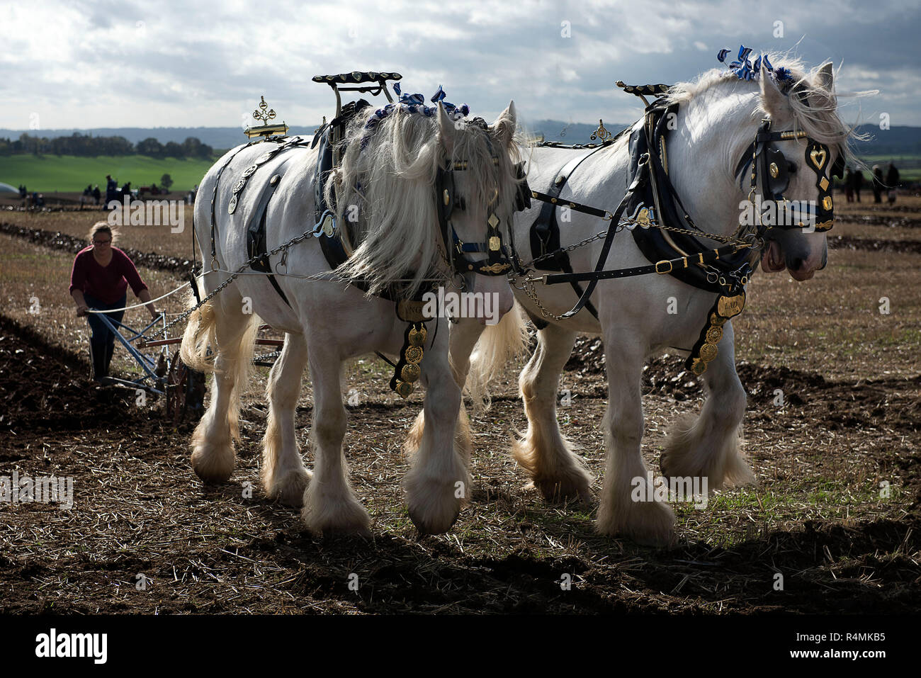 Das Pflügen mit einem Team von Pferde an den 2018 pflügen Meisterschaften Stockfoto