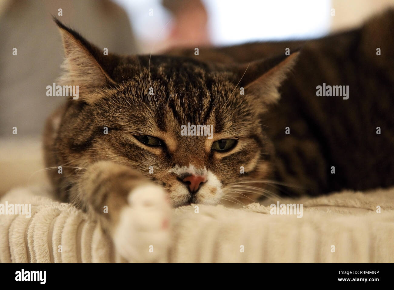 Braun Sleepy Cat zur Festlegung auf ihrem Schlafplatz und Blick in die Kamera. Stockfoto