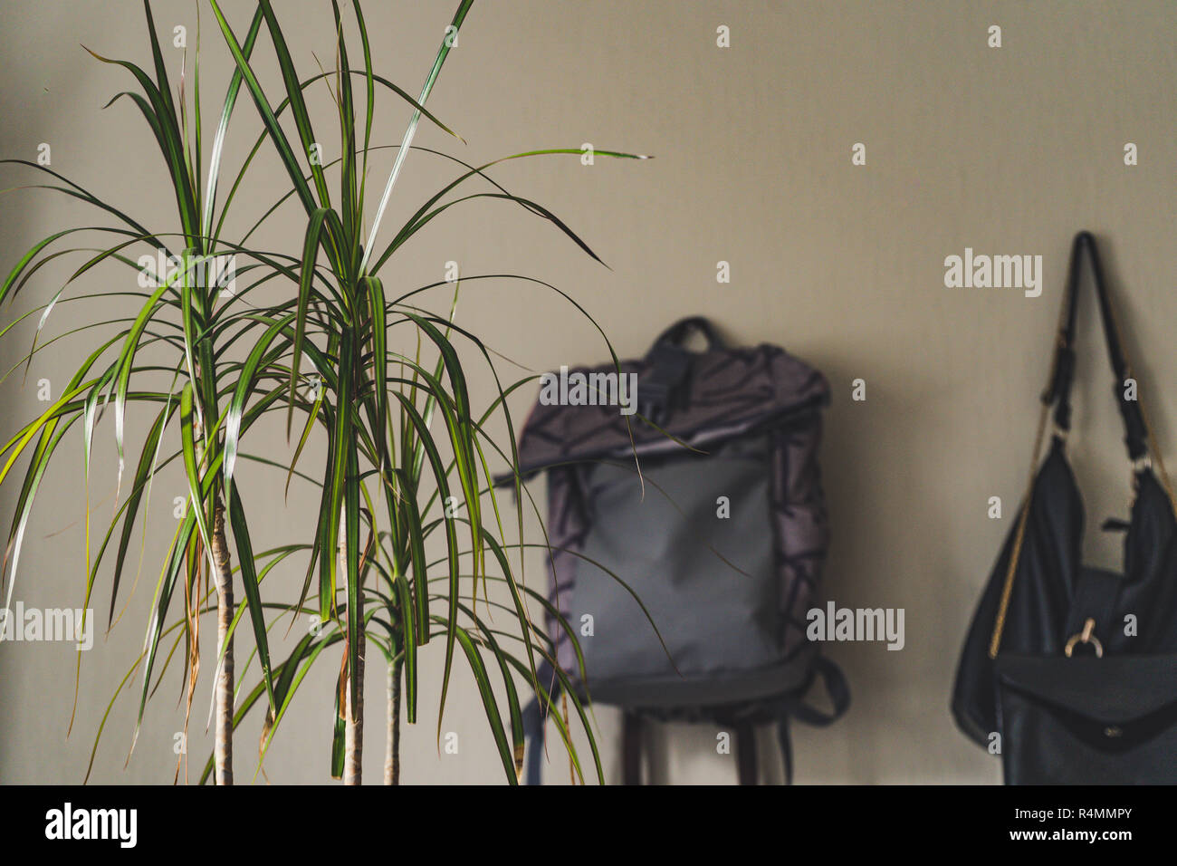Lila Schule Rucksack an der Wand hängen - isoliertes Objekt mit weißem Hintergrund mit grünen Pflanze daneben, Vintage Film bearbeiten Stockfoto