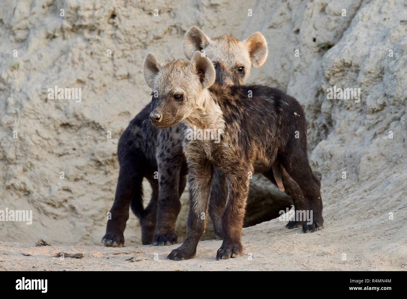 Cute Hyäne cubs Stockfoto