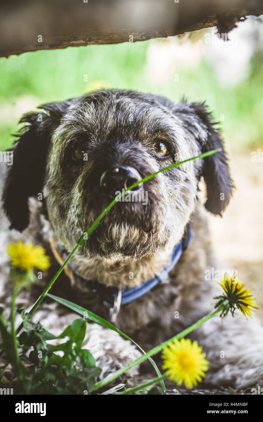 Kleiner Hund im Garten Stockfoto