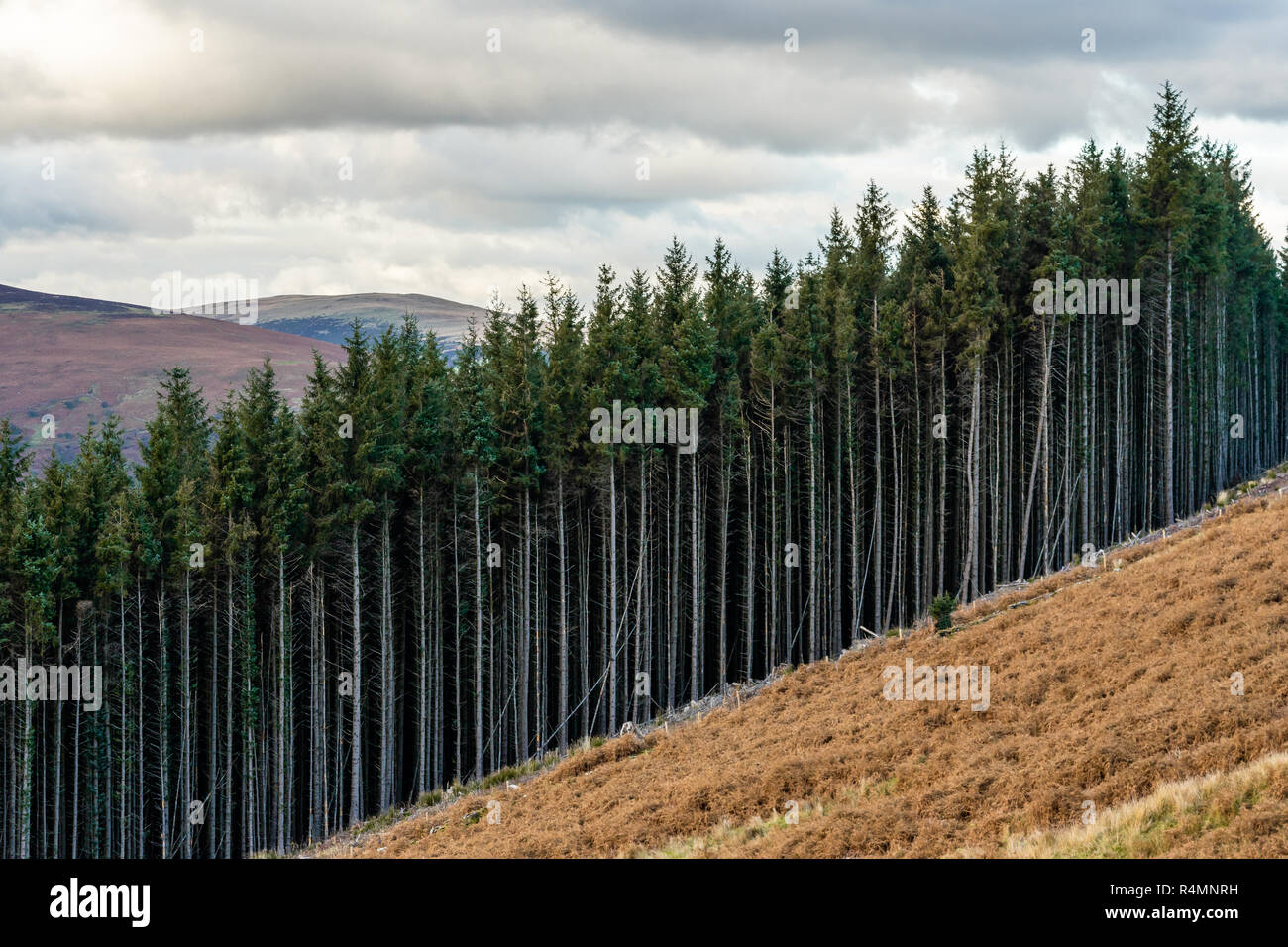Reihen von nicht einheimischen Nadelbäumen im Brecon Beacons National Park in Tor-y-Foel Powys, Wales, Großbritannien Stockfoto