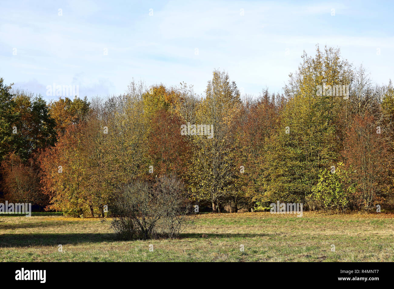 Auwald im Herbst Farben Stockfoto