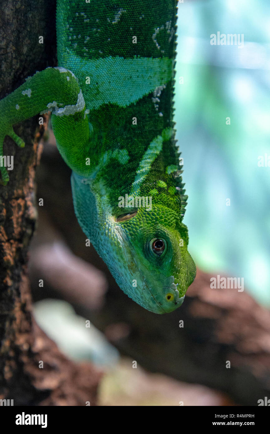 Ein Fidschi Kurzkammleguan (Brachylophus fasciatus), San Diego Zoo, Balboa Park, California, United States. Stockfoto
