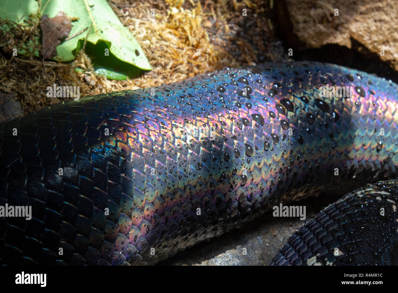 In der Nähe der Farbe Muster auf der Waage der Boelen python, San Diego Zoo, Balboa Park, California, United States. Stockfoto