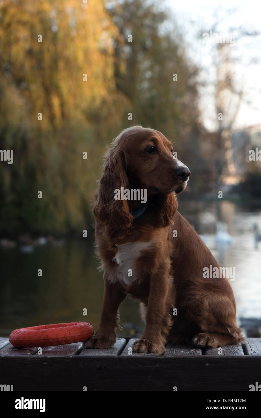 Hunderasse Cocker Spaniel posiert auf einer Bank sitzen, das Board ist neben einem großen roten Ring auf dem Hintergrund der See, den Bäumen, den Hund sitzend mit einem Ring Stockfoto