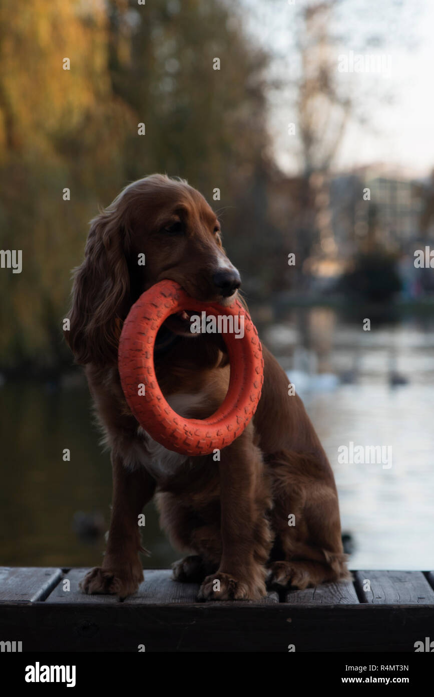 Hunderasse Cocker Spaniel posiert auf einer Bank sitzen, einen Vorstand und halten, die in die Zähne eines großen roten Ring auf dem Hintergrund der See, Bäume, Stockfoto
