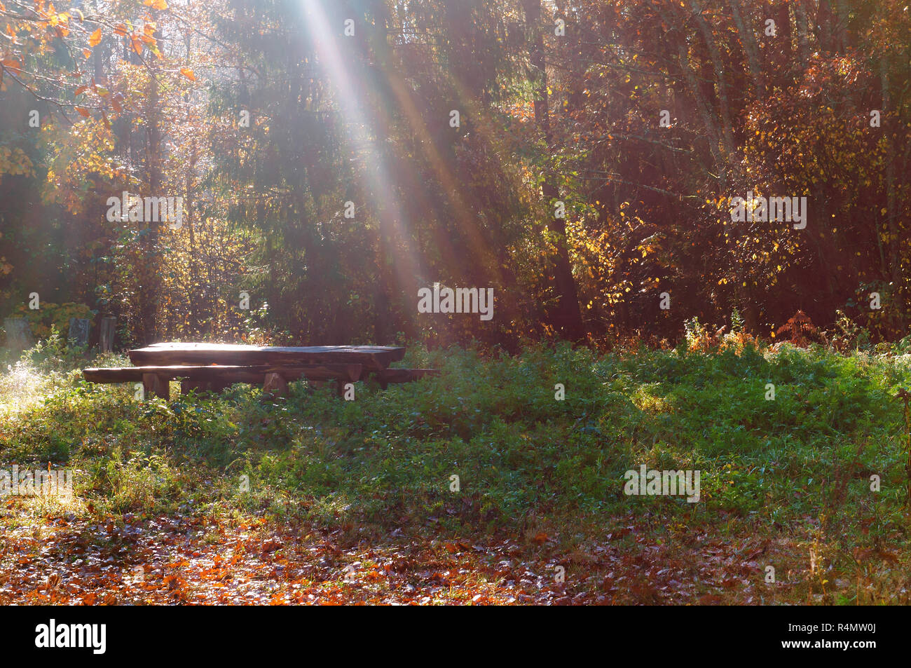 Tisch und Bank in der Sonne, ein Ort der Ruhe im Wald Stockfoto