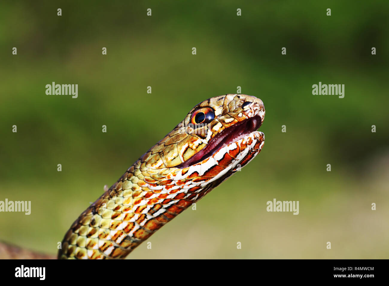 Wütend östlichen Montpellier Schlange, Portrait von Reptilien in freier Wildbahn (Malpolon insignitus) Stockfoto