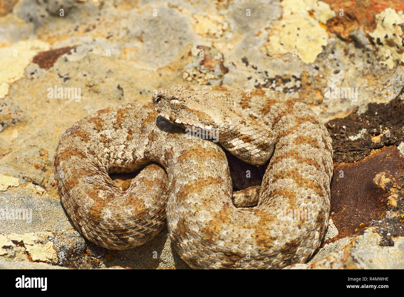 Schönen Milos viper Basking in natürlicher Umgebung (Macrovipera lebetina Wegen) Stockfoto
