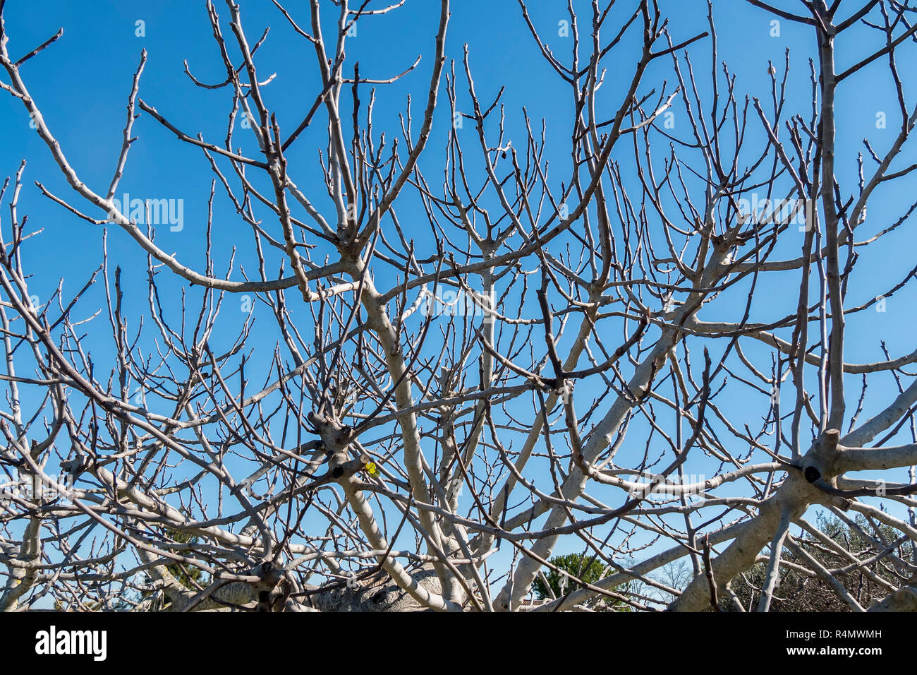 Feigenbaum im Winter blattlos Stockfotografie - Alamy