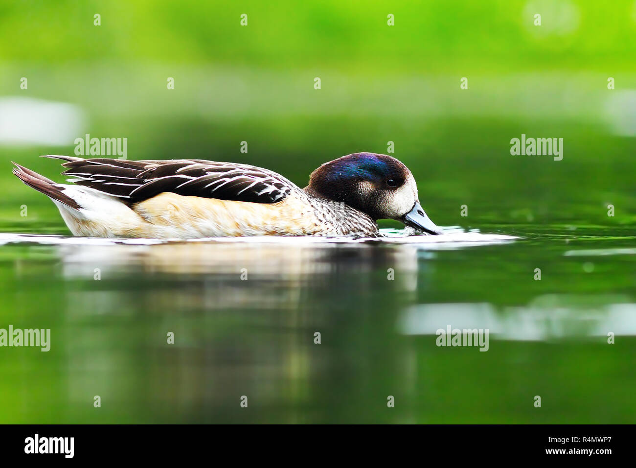 Schönen wilden Enten am Teich, grünen Reflexionen auf Wasser Stockfoto