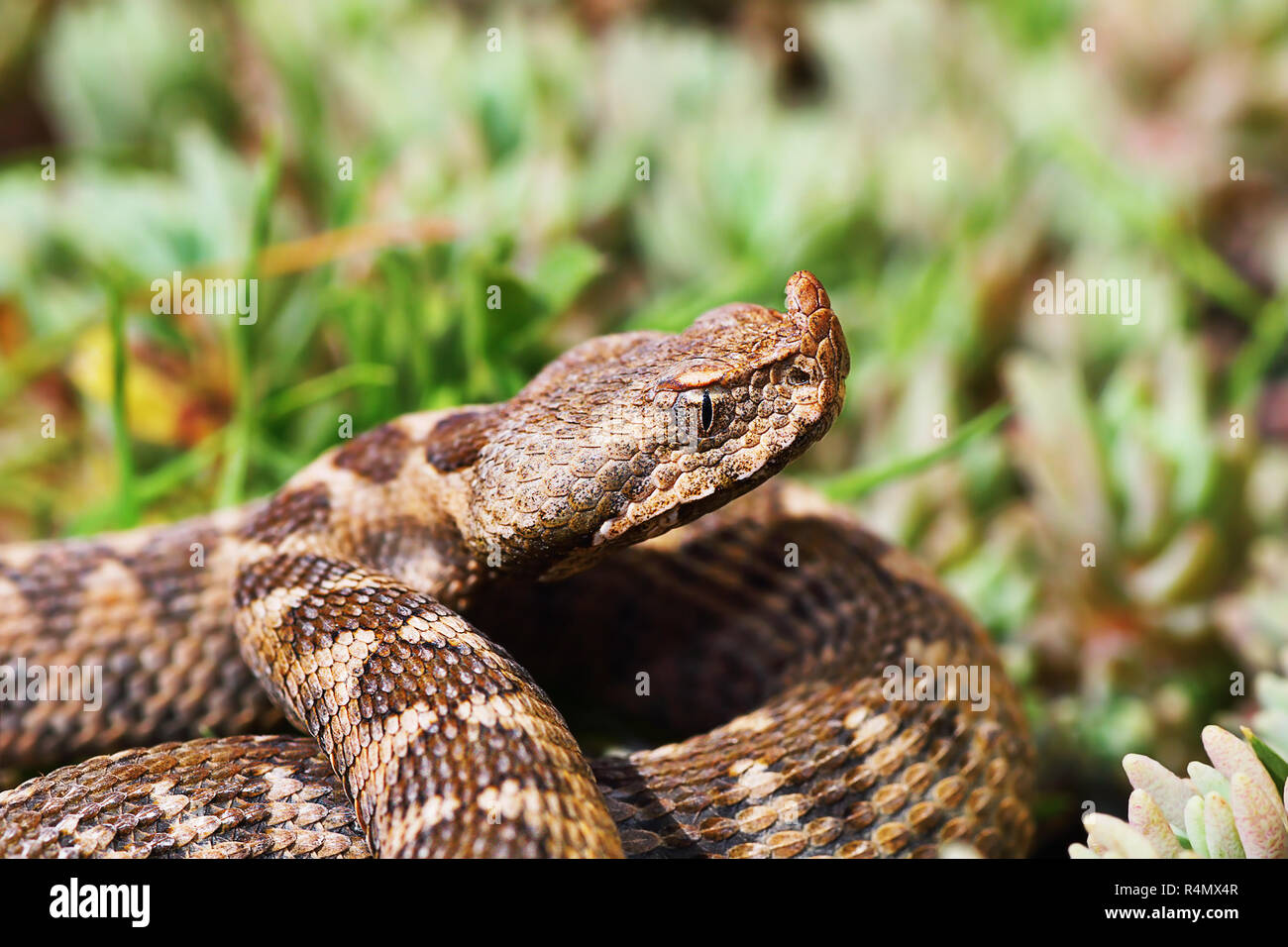 Nahaufnahme der Nase horned Viper in natürlicher Umgebung (Vipera ammodytes) montandoni Stockfoto
