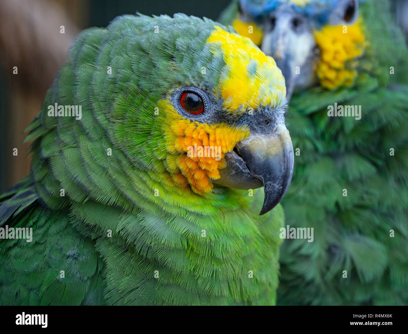 Orange-Winged Amazon Parrot Amazona amazonica CAPTIVE Stockfoto