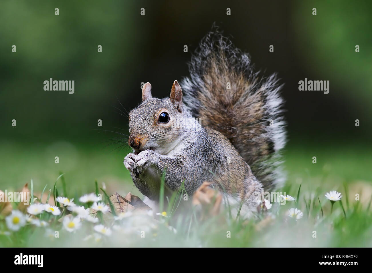 Niedliche graue Eichhörnchen stehend auf Rasen im Park (Sciurus carolinensis) Stockfoto