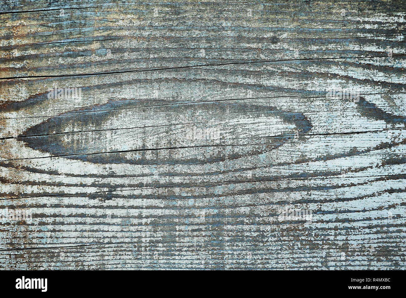 Detail der Jahresringe auf Fichte Plank, tangentialschnitt (Pinus sylvestris) Stockfoto