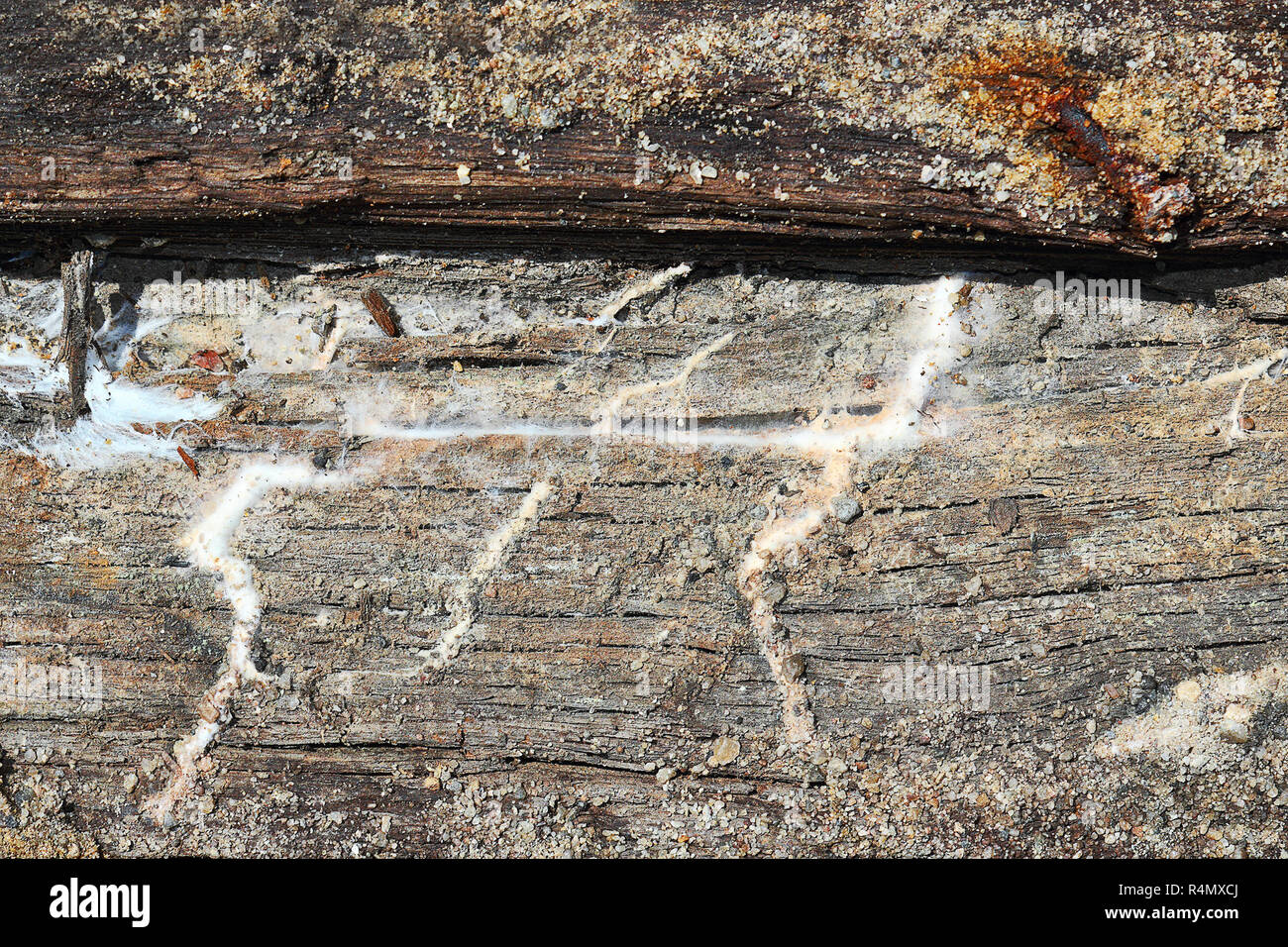 Detail der hausschwamm Mycel auf alten Holzbalken, die in Kontakt mit dem Boden war Stockfoto