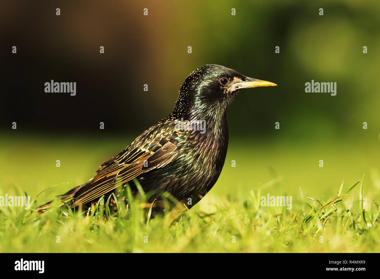 Volle Länge common Starling auf Rasen (Sturnus vulgaris) Stockfoto