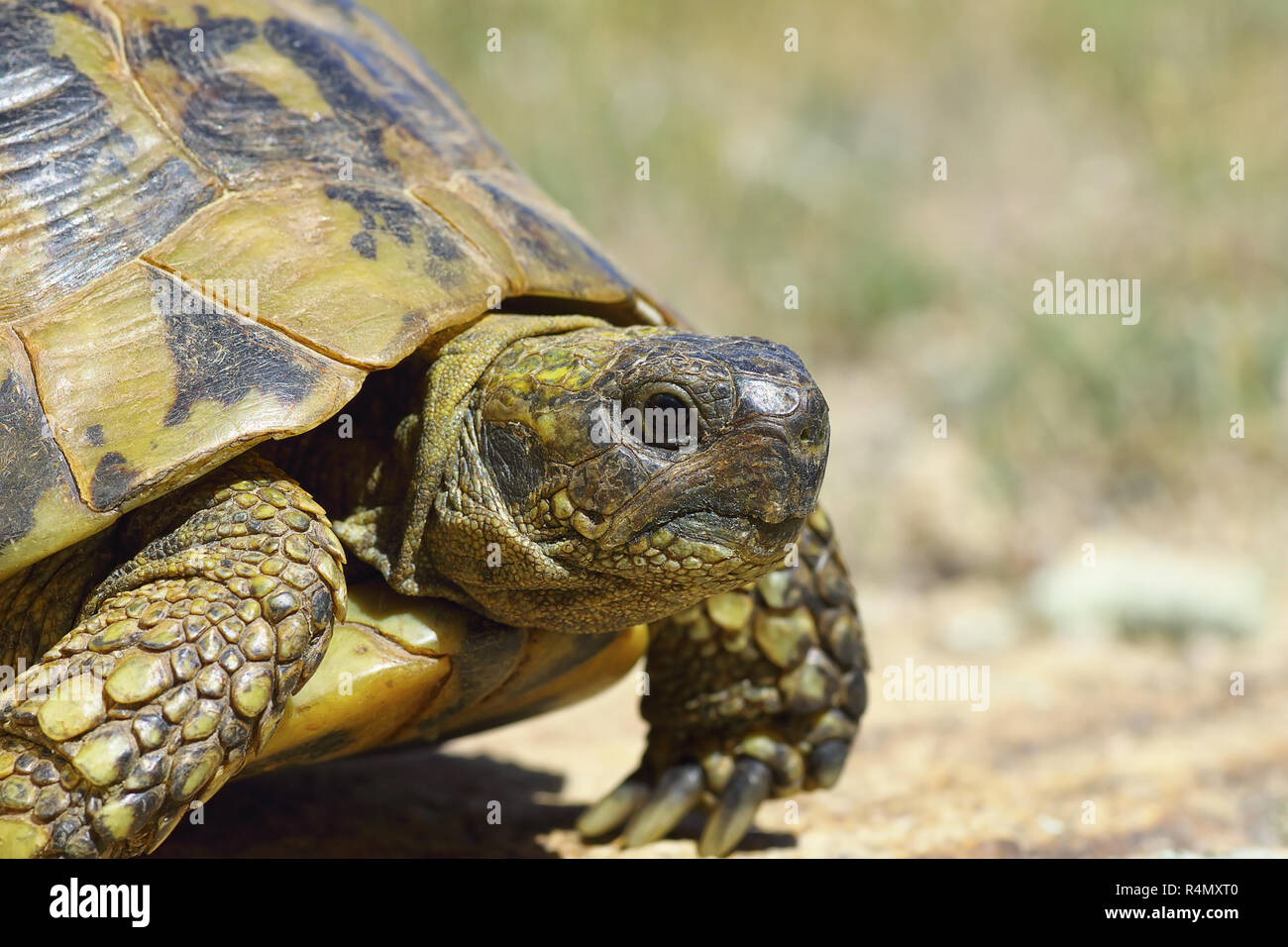 Griechische turtouise closeup, Seitenansicht der Reptilien im natürlichen Lebensraum (Testudo graeca ibera) Stockfoto