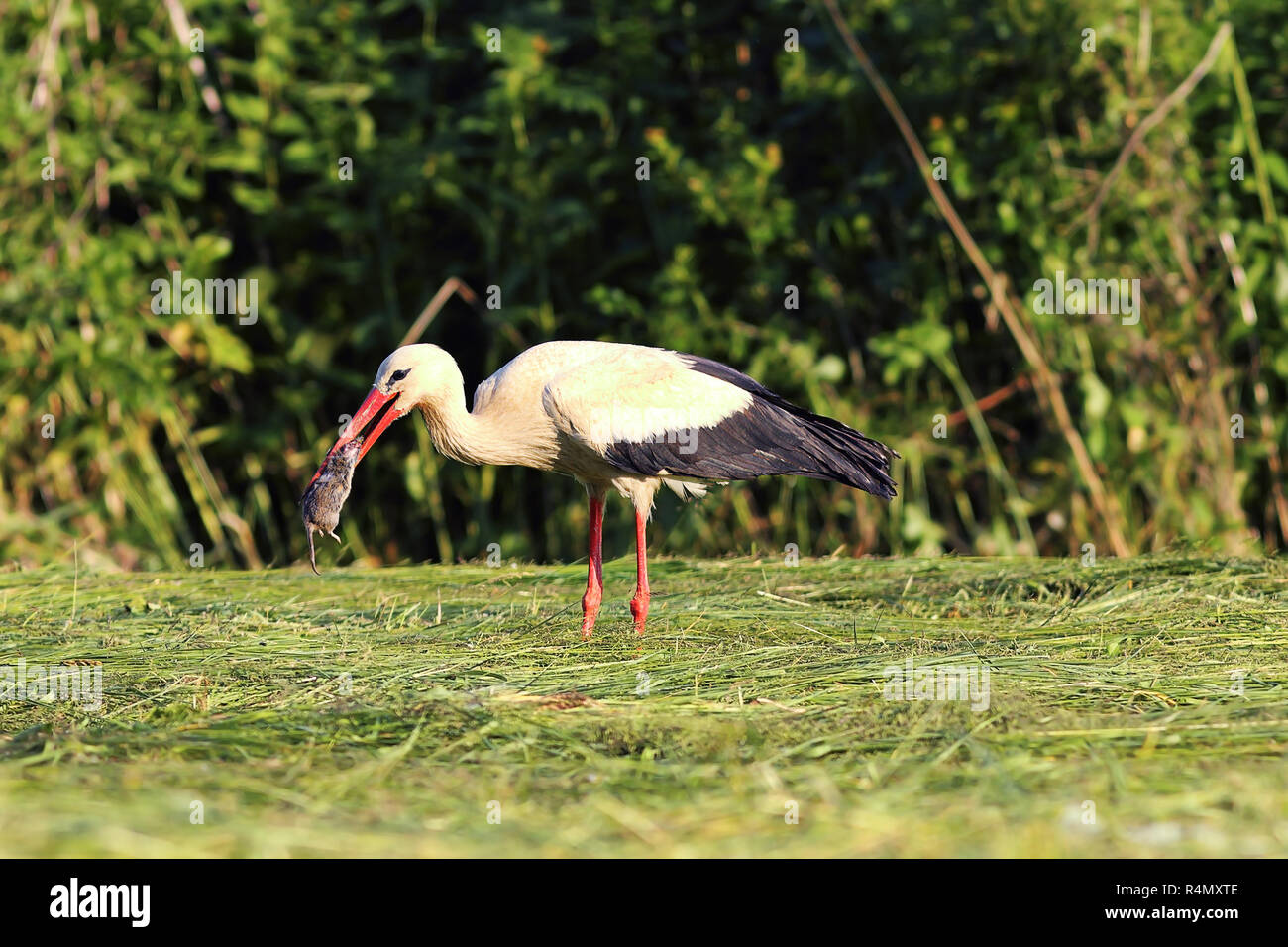 Hungrig Weißstorch Jagd Ratte (Ciconia ciconia) Stockfoto