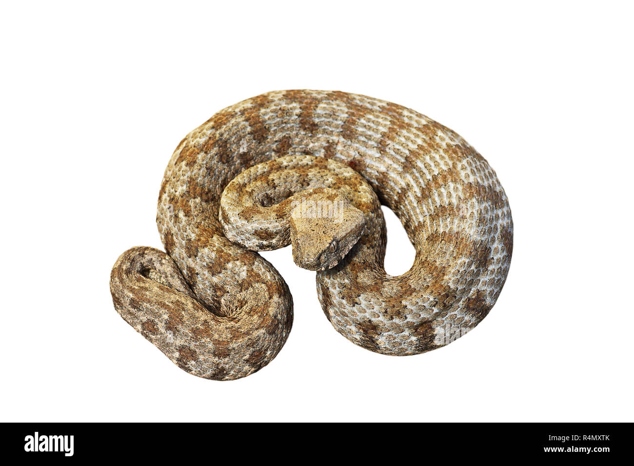 Macrovipera lebetina Wegen, die Milos-viper isoliert auf weißem Hintergrund, volle Länge Tier Stockfoto