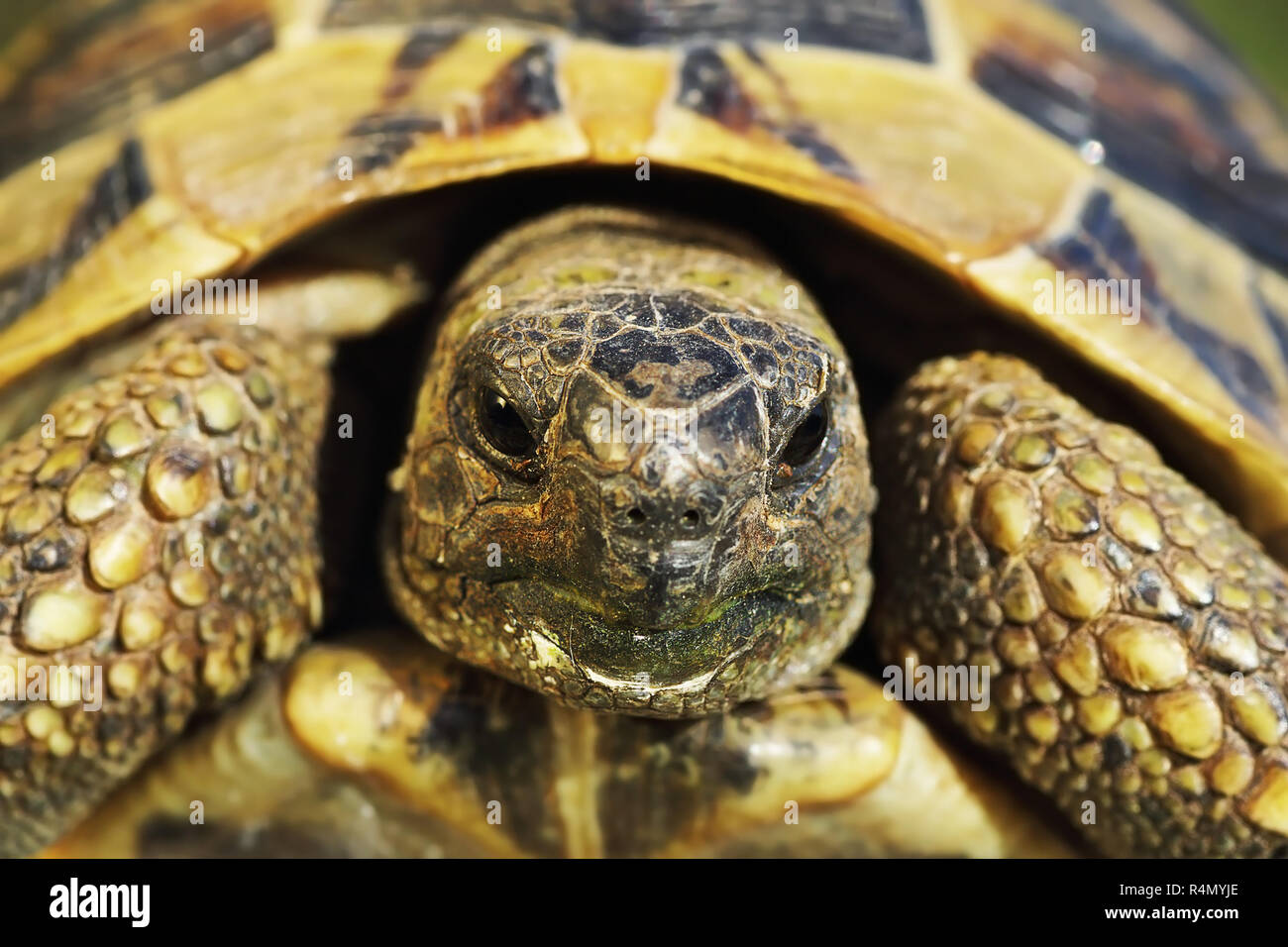 Portrait von schüchtern Griechische turtoise, wildes Tier (Testudo graeca) Stockfoto