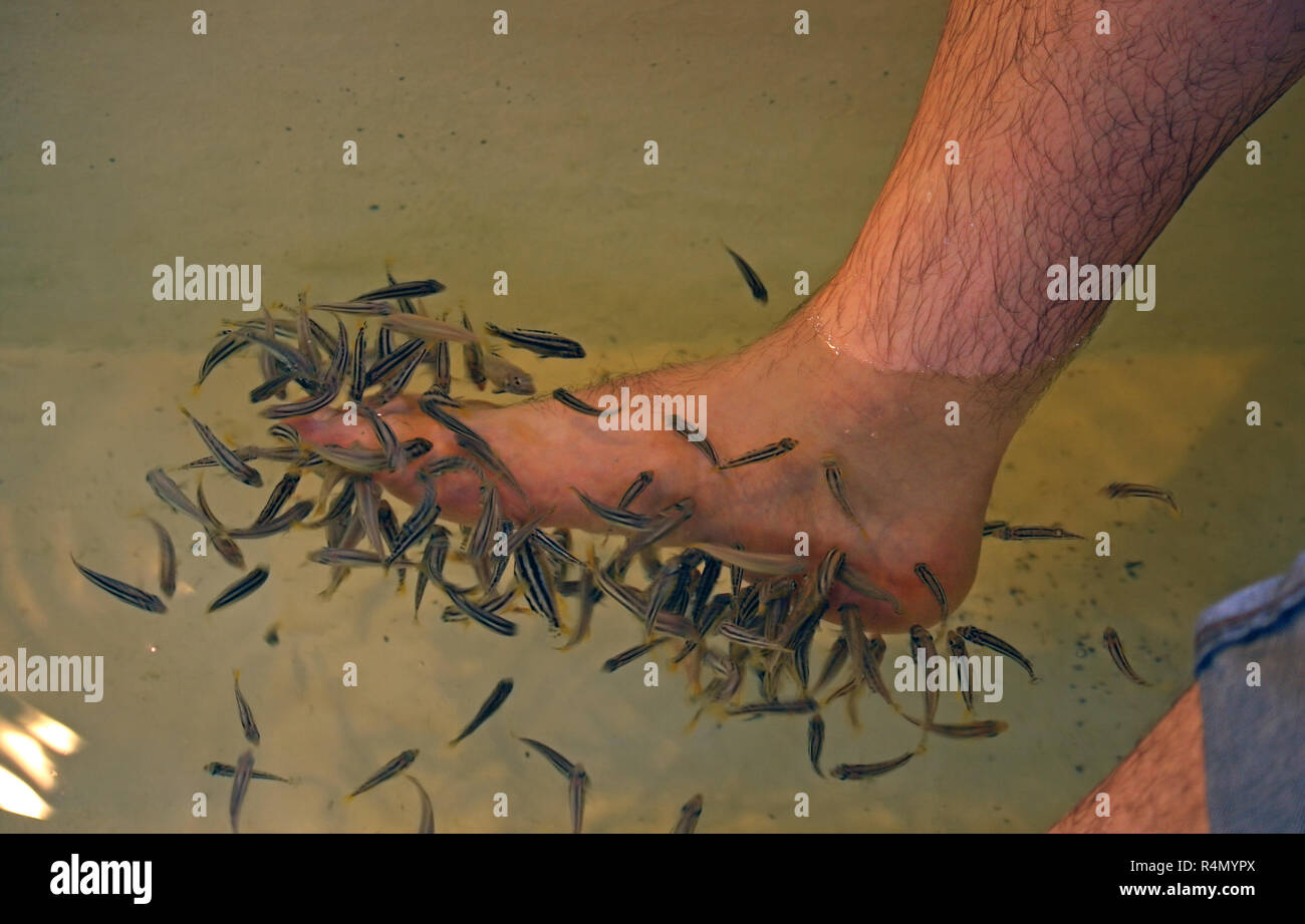 Fish pedicure Fotos und Bildmaterial in hoher Auflösung Alamy