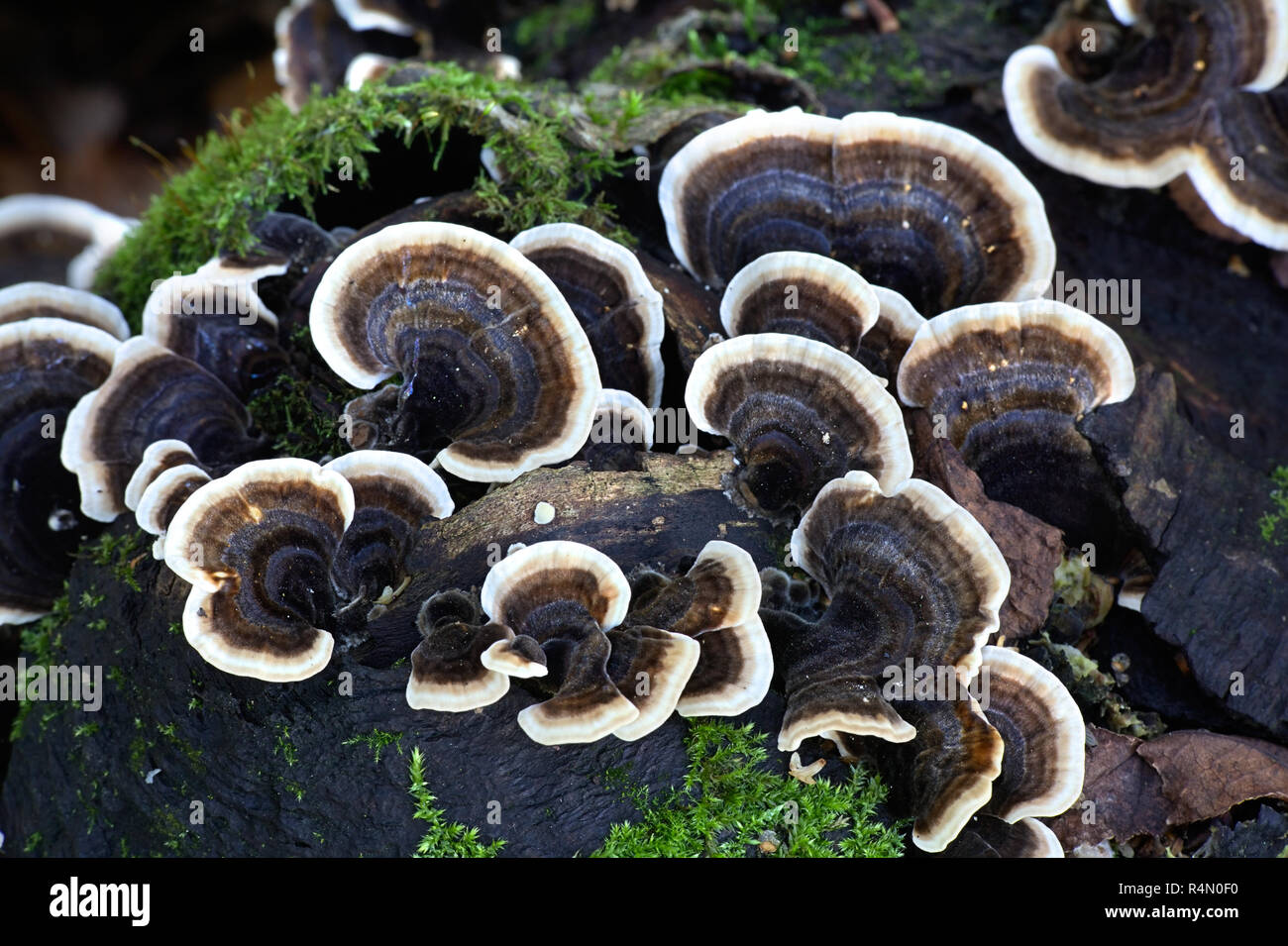 Türkei Schwanz, Trametes versicolor Stockfoto