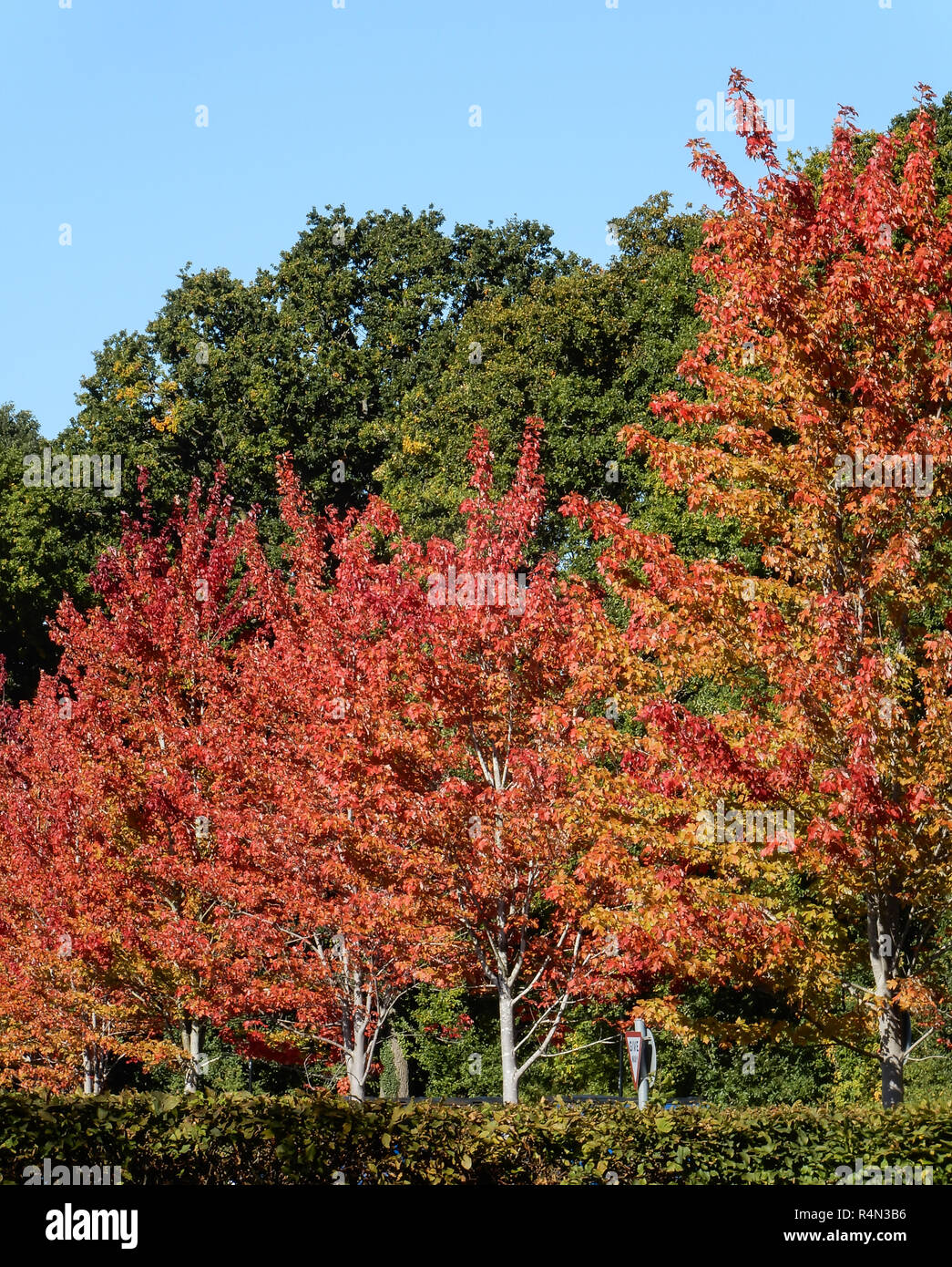 Der Herbst kommt in Basingstoke wie die Bäume zu drehen beginnen. Stockfoto