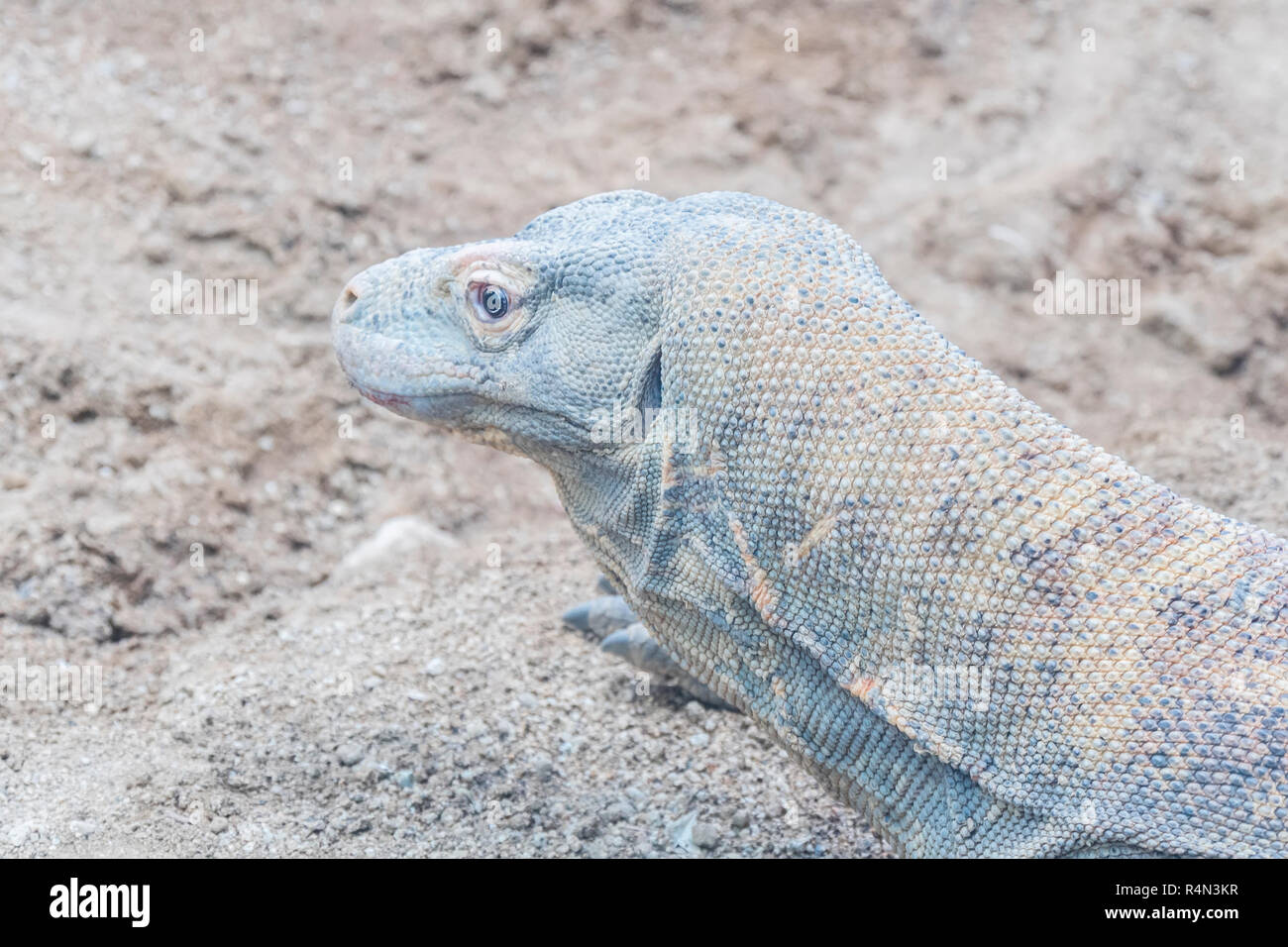 Komodo Dragon ruht auf dem sand Stockfoto