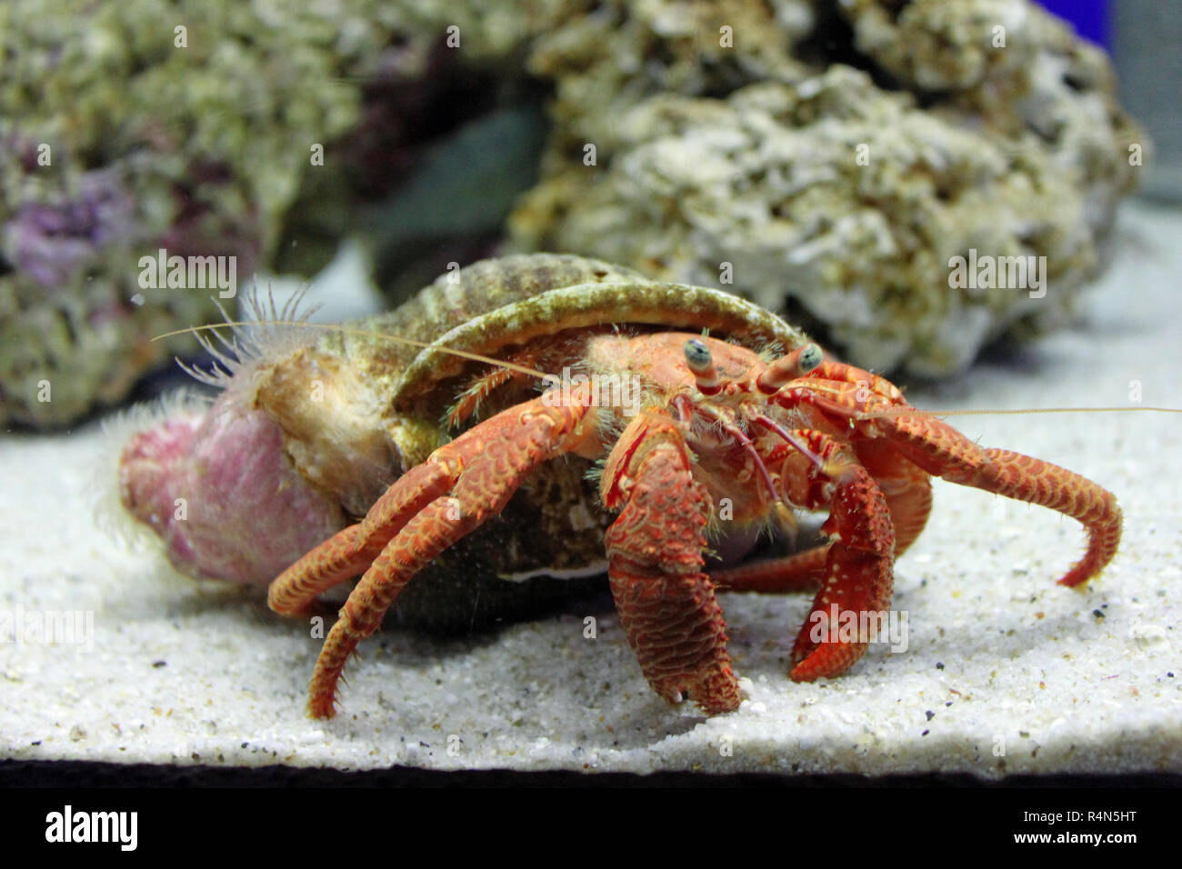 Einsiedlerkrebs in ein Schneckenhaus, aquarium Stockfoto