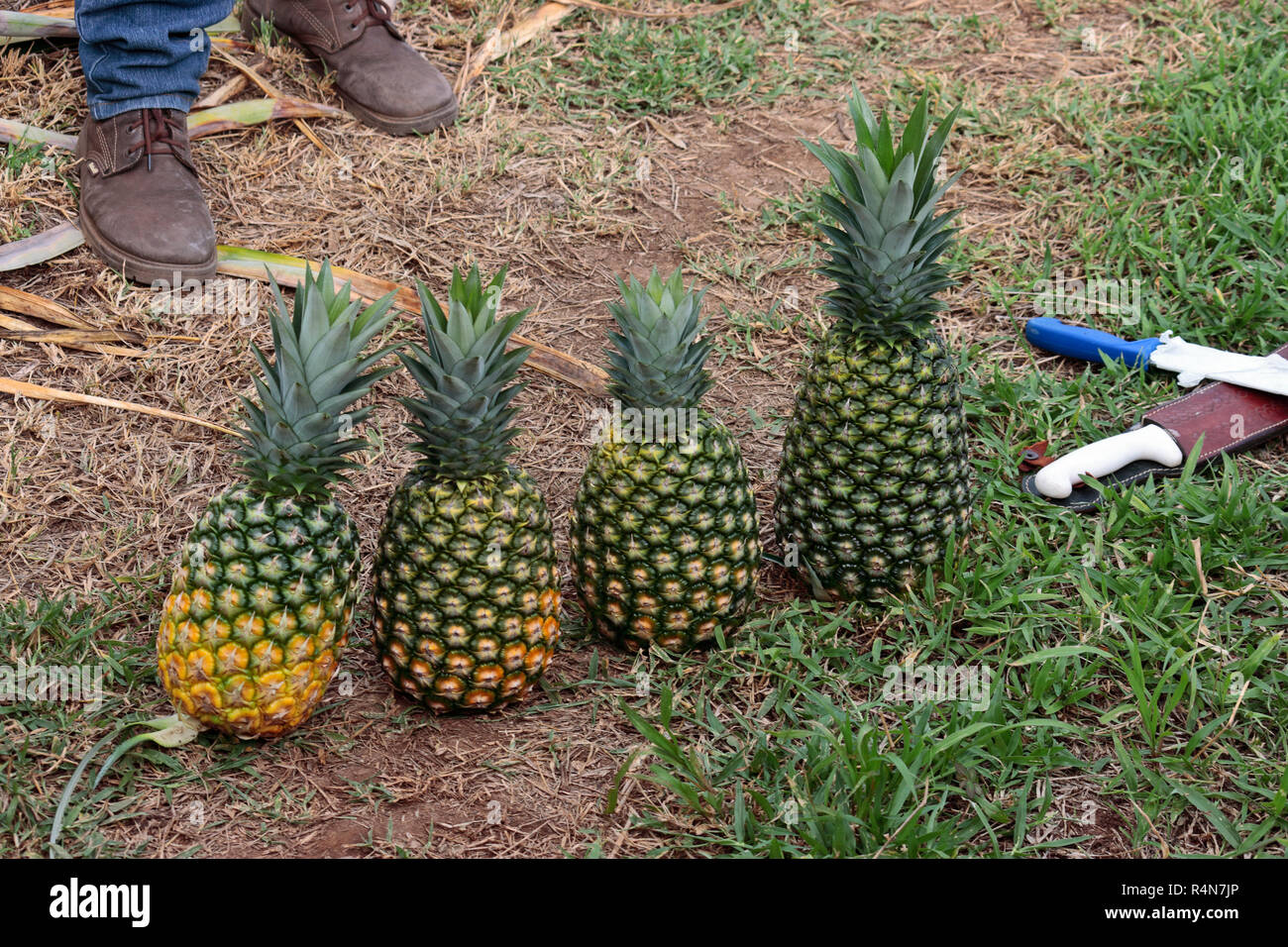 Vier frisch gepflückte Ananas auf dem Boden im Bereich einer Ananasplantage in Costa Rica Stockfoto