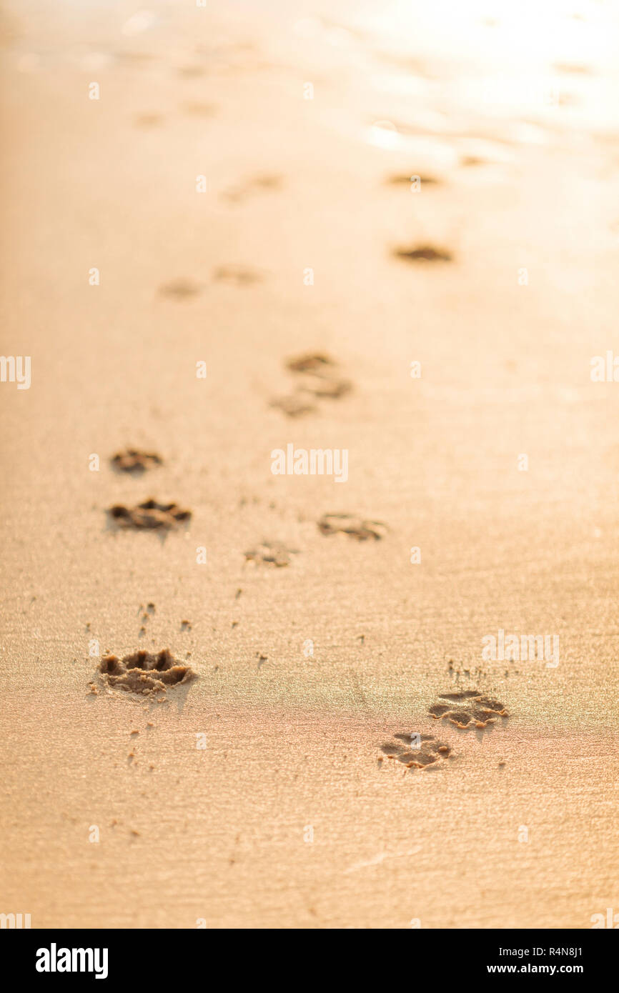 Hund pawprints im Sand Stockfoto