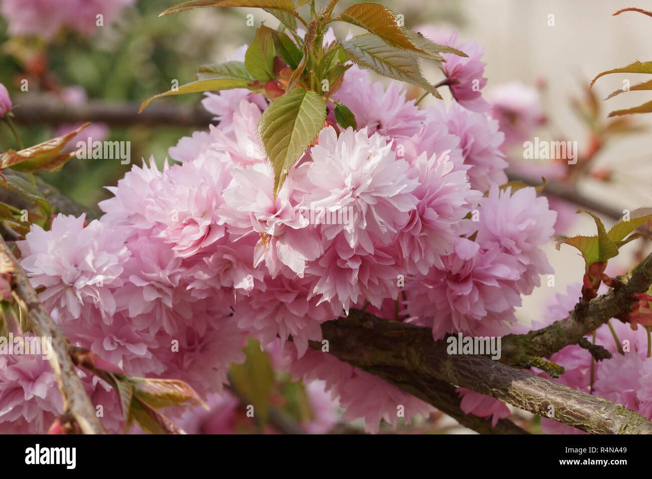 Japanische Kirsche, kiku-shidare-zakura, Prunus serrulata Stockfoto