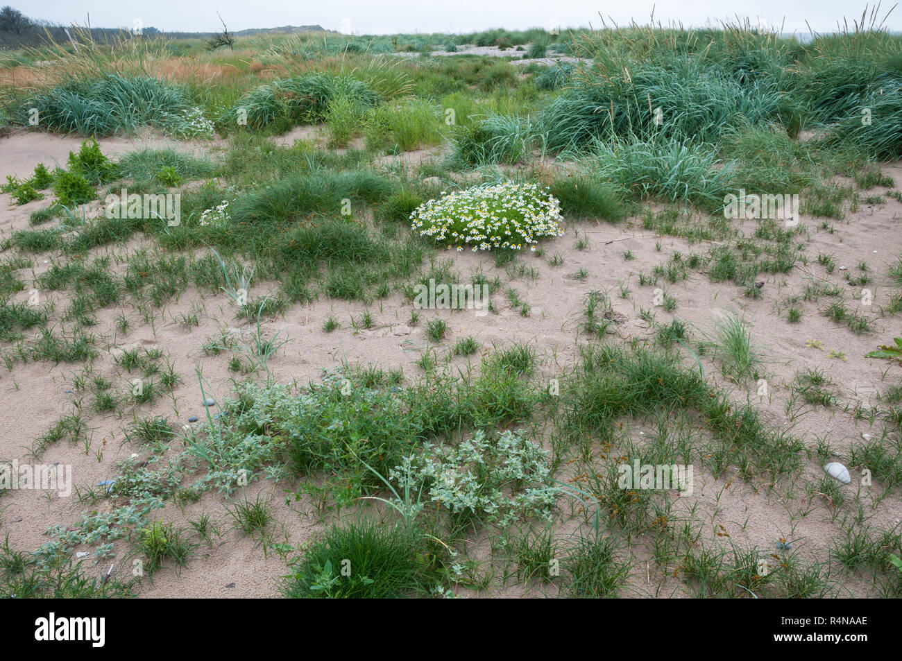 Sand dune/Strand Anlage Gemeinschaft auf einer schottischen Küste Stockfoto