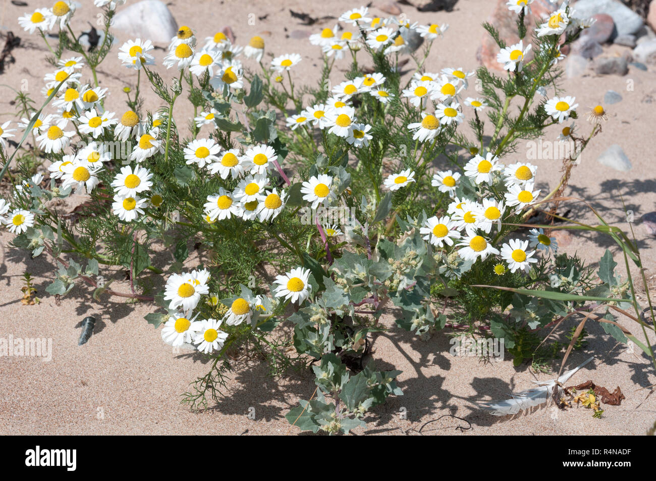 Sea Mayweed (Matricaria maritima, Tripleurospermum maritimum) wächst in einer Strandlinie/dune Gemeinschaft in Schottland Stockfoto