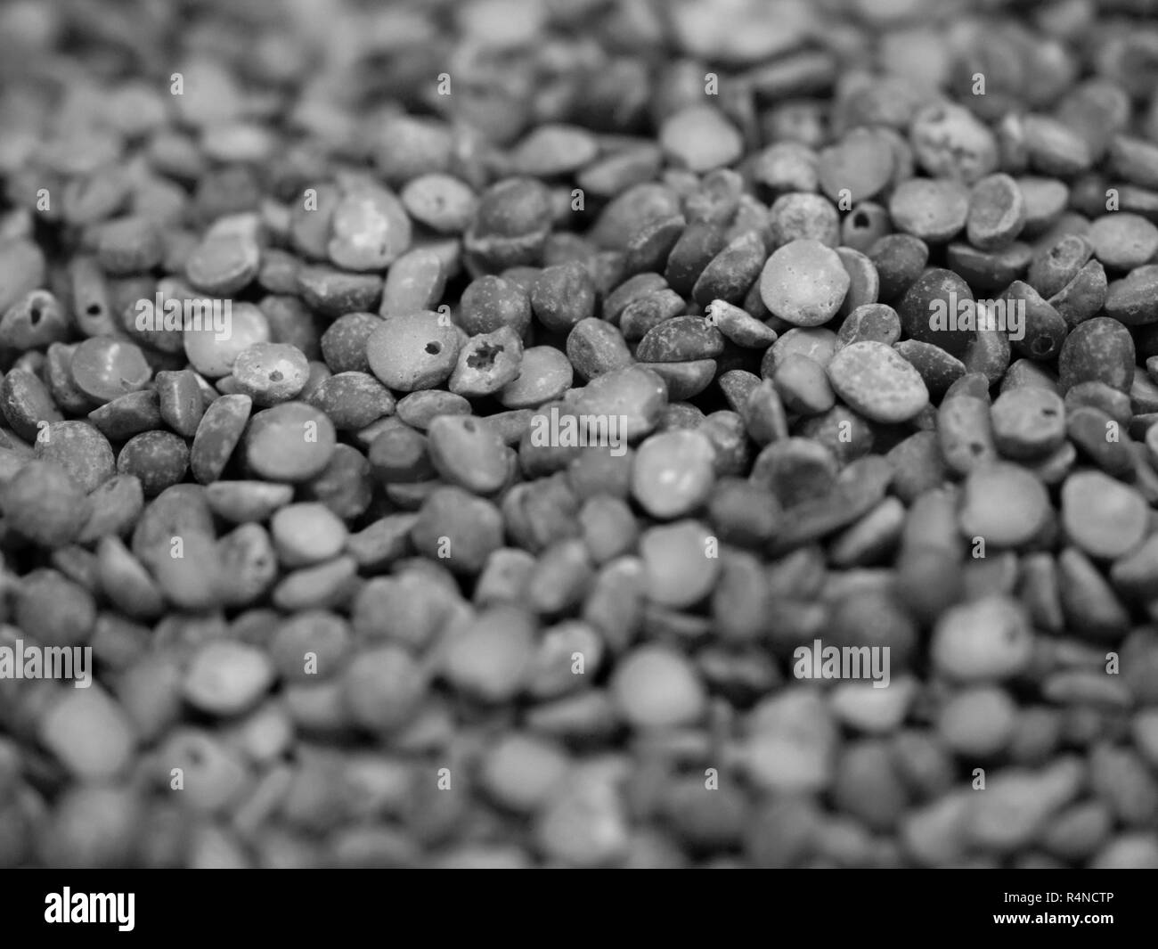 Kichererbsen oder KICHERERBSEN (CICER ARIETINUM) Stockfoto