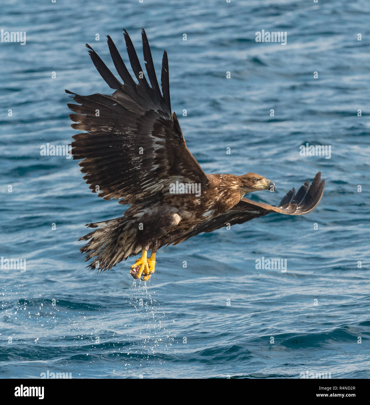 Juvenile Seeadler fischen. Ozean Hintergrund. Wissenschaftlicher Name: Haliaeetus albicilla, auch bekannt als der Ausfuhrerstattungsnomenklatur, Erne, grau Adler, Eurasischen Meer e Stockfoto