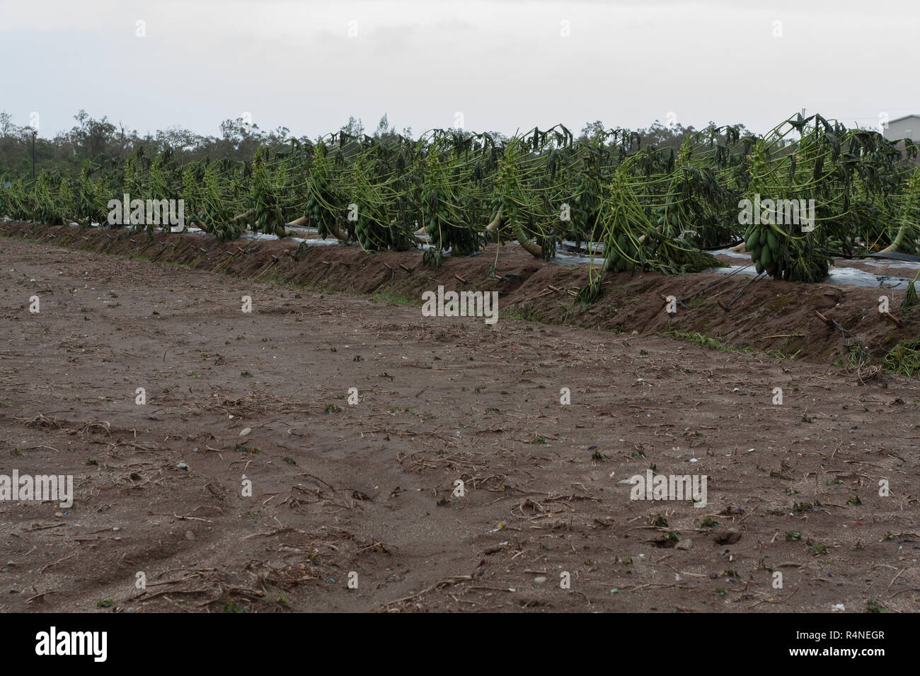 Taifun Morakot Schäden papaya Plantage in Ji'an county, Hualien, wie es Hits der Ostküste von Taiwan am Aug 8, 2009 Stockfoto