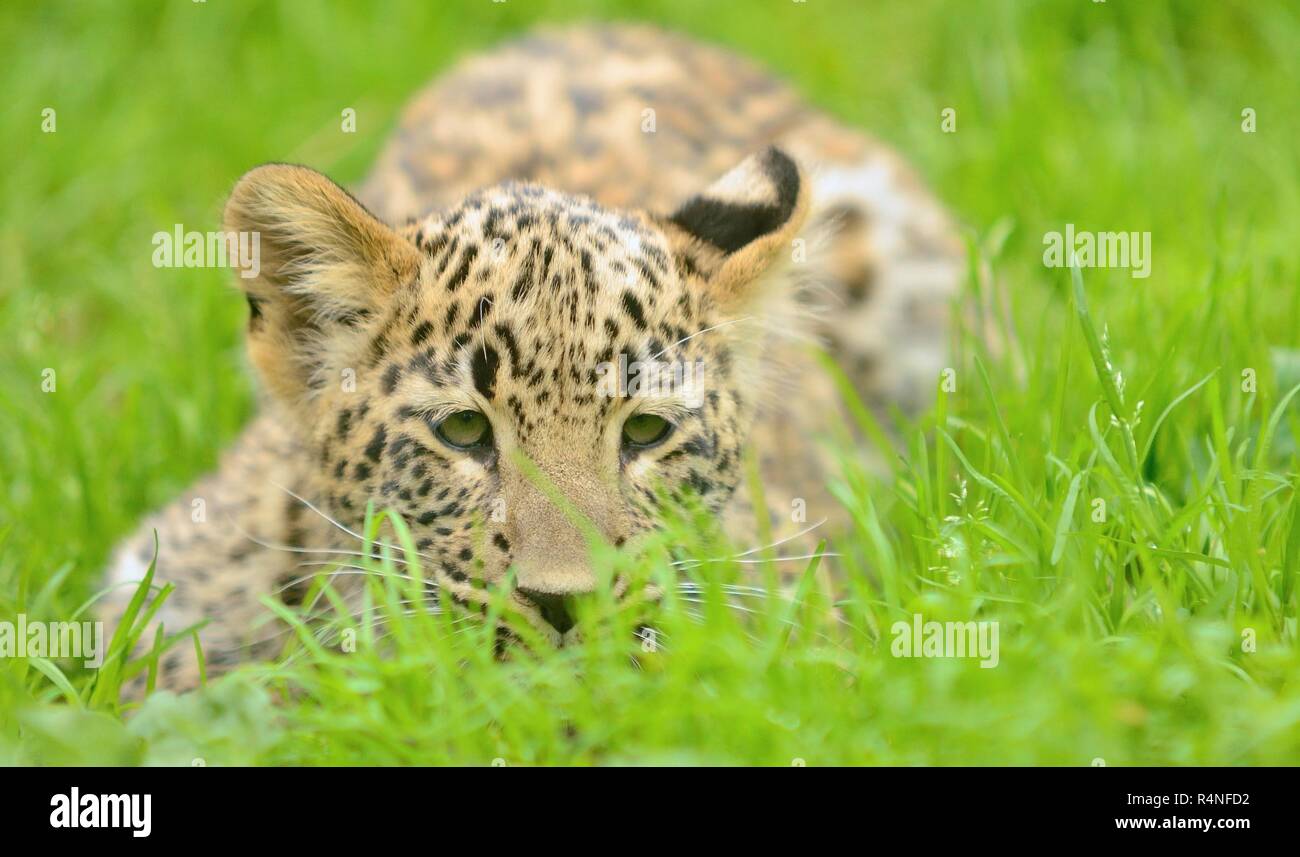 Junge Leoparden Stockfoto