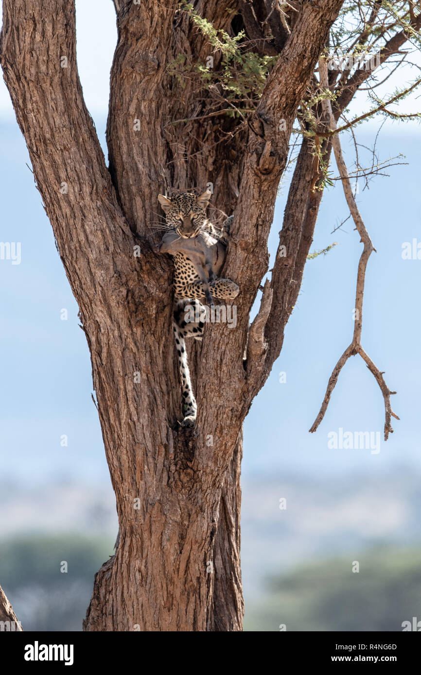 African Leopard (Panthera pardus pardus) mit Baby warzenschwein Beute in Baum in Kenia, Afrika Stockfoto